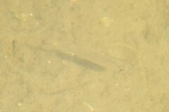 Leiostomus xanthurus
