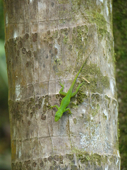 Anolis evermanni