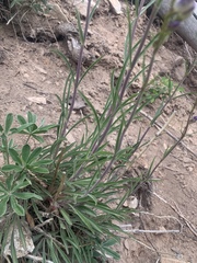 Penstemon strictus