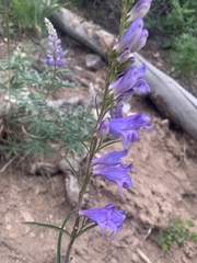 Penstemon strictus