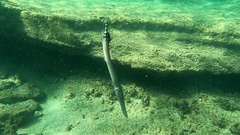 Aulostomus strigosus