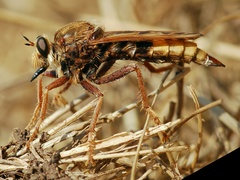 Asilus crabroniformis