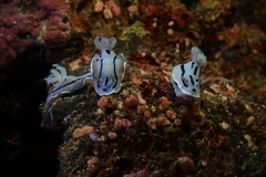 Chromodoris willani