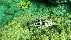 Serranus atricauda
