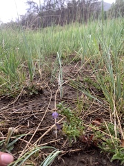 Penstemon crandallii