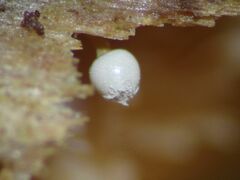 Arcyria cinerea