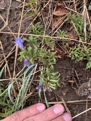 Penstemon crandallii