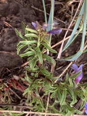 Penstemon crandallii