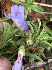 Penstemon crandallii