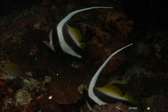 Heniochus acuminatus
