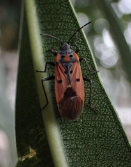 Lygaeus creticus