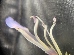 Penstemon crandallii