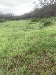 Penstemon crandallii