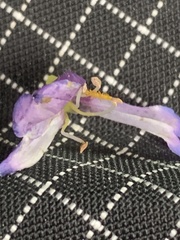 Penstemon crandallii