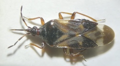 Anthocoris