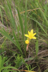 Cyrtanthus breviflorus