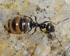 Proformica longiseta