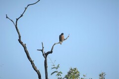 Spilornis cheela