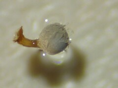 Arcyria cinerea