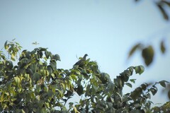 Streptopelia orientalis