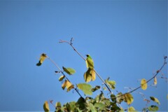 Chloropsis aurifrons