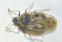 Dictyla echii
