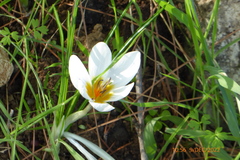 Crocus hyemalis