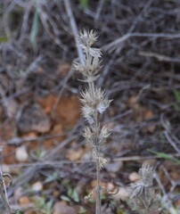 Sideritis montana