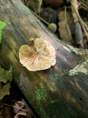 Lentinellus subaustralis