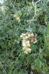 Smilax aspera