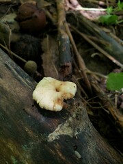 Lentinellus subaustralis