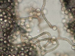 Arcyria cinerea