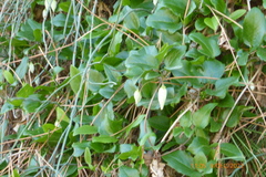 Clematis cirrhosa