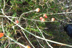 Ephedra foeminea