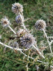 Ephippiger terrestris