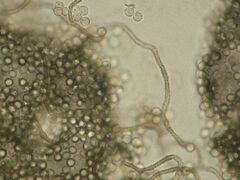 Arcyria cinerea