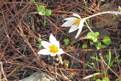 Crocus hyemalis