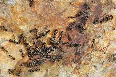 Proformica longiseta