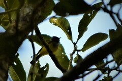 Culicicapa ceylonensis