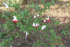 Salvia microphylla microphylla