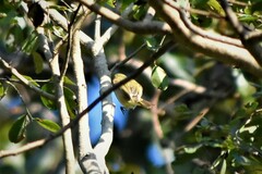 Phylloscopus inornatus