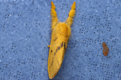 Euproctis lutea