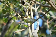 Phylloscopus inornatus