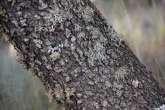 Quercus rotundifolia