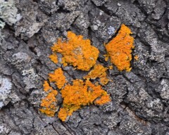 Xanthoria parietina