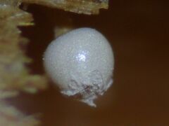 Arcyria cinerea