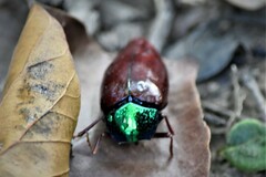 Sternocera chrysis