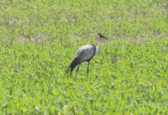 Bugeranus carunculatus