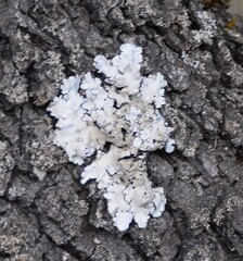 Parmelina tiliacea
