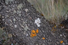 Quercus rotundifolia